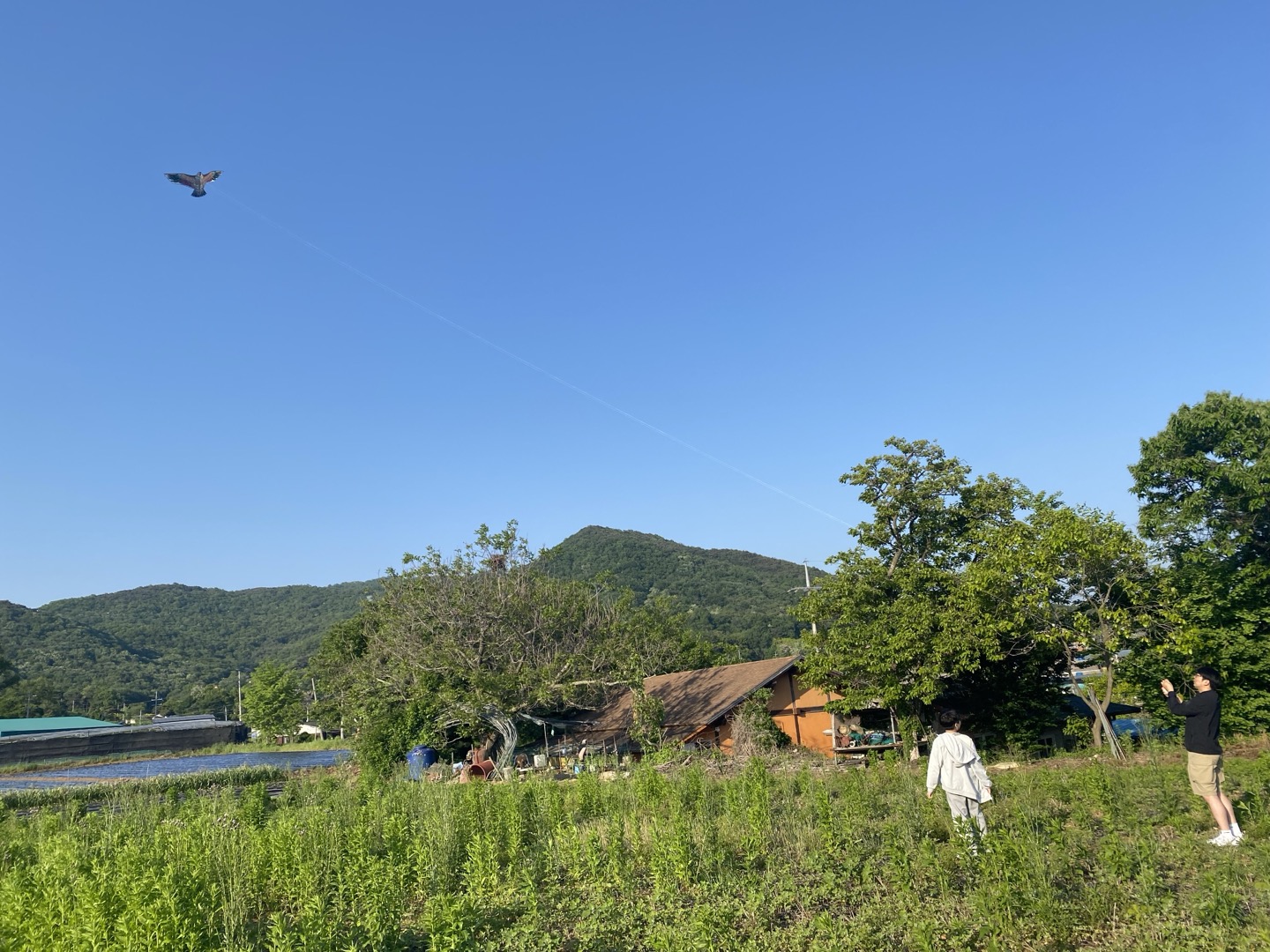 Flying a kite (연날리기)