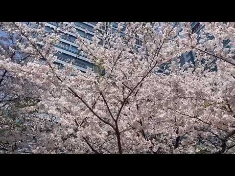 Korean Cherry blossom (벚꽃)